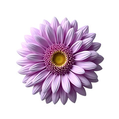 Obraz premium Purple daisy Isolated on transparent background