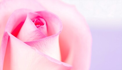 Close-up soft pink rose
