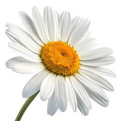 Close-up of a Single White Daisy Flower: Botanical Photography