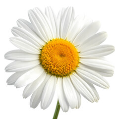 Fototapeta premium Daisy Flower: Close-Up Photography of a White Oxeye Daisy