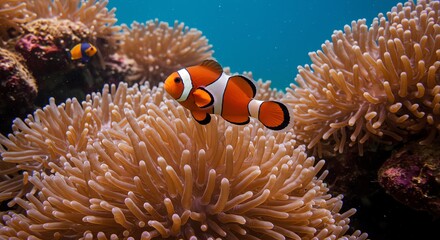 Clownfish swimming among anemone coral reef