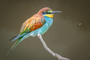 Vibrant European bee-eater perched on a branch looking at an insect