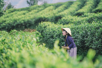 Child picking tea leaves in a green field wearing a straw hat, expressing joy outdoors.