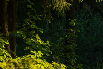 Sunlight filters through the dense canopy, illuminating vibrant green leaves and creating a captivating scene of natural beauty in a tranquil forest setting