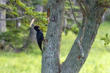 木をつついて木くずを飛び散らしているクマゲラ