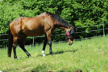 Brown domestic horse with fly mask grazing