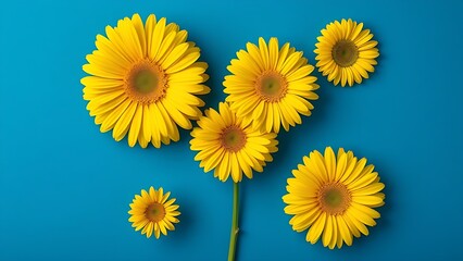 Fototapeta premium Vibrant yellow gerbera daisies arranged artistically against a deep blue background, minimalist floral concept.