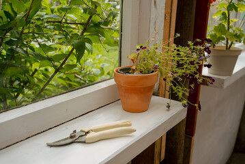 Small pruning shears resting beside a wilting potted plant on a greenhouse windowsill, awaiting a...