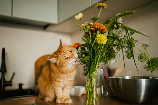 Curious ginger cat sticking its tongue out while munching on flowers from a vase in a modern kitchen, embodying playful and mischievous behavior in a vibrant home setting