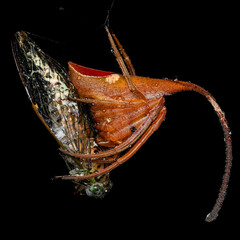 Rare Spider (Poltys mouhoti) in Predatory Action – Nocturnal Orb-Weaver