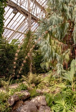 Victorian Glasshouse with Lush Greenery