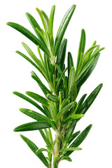 Obraz premium Fresh Green Rosemary Sprig with Dew Drops on Black Background