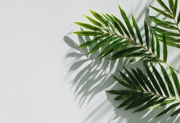 Light-drenched palm fronds cast shadows on a pale background