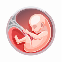 Medical vector diagram of a human fetus in the womb. Scientific illustration of prenatal development with realistic gradient shading