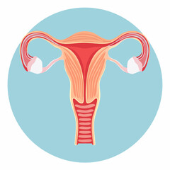 Vector illustration of the complete human female reproductive system in a flat educational design