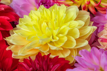 Close-up of vibrant yellow dahlia surrounded by colorful flowers