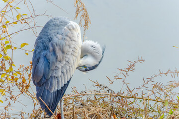 Grey heron preening feathers by the riverside