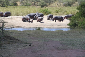 Sonne, Schatten und Flusspferde im Orangi Fluss in der Serengeti	