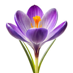 Close up of a vibrant purple crocus flower with delicate petals and bright orange stamen isolated on transparent background