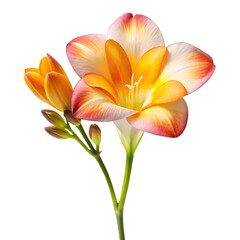 Fototapeta premium Delicate freesia flower with bud isolated on transparent background