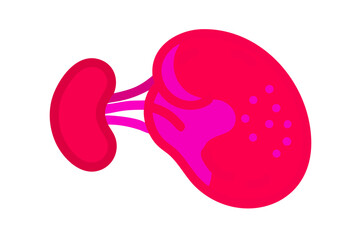 Human Kidney collected for transplantation. .icon