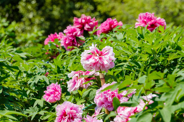 Pink peonies blooming in spring garden