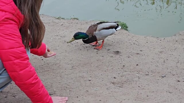 Duck male affraid to eat grain from the hand of the child. Feeding wild duck in the park pond in the city.