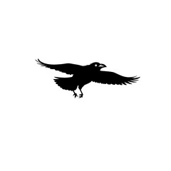 Obraz premium Silhouette of a Flying Crow Isolated Against White Background