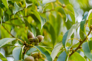 Acorns growing on oak tree branch