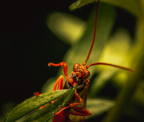 Mysterious Insect Among Shadows