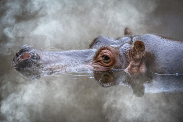 African hippopotamus submerged in a foggy river with only its eyes showing
