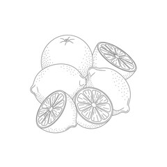 Outlined Lemons and Slices Illustration on White Background
