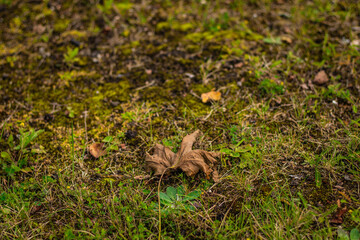 Close-up image of a single dry, curled brown leaf resting on a patchy, moss-covered grassy ground....