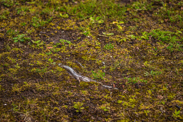 Close-up view of a forest floor covered with moss, small green plants, and exposed tree root emerging from the soil. The ground appears damp and naturally textured with earthy tones.
