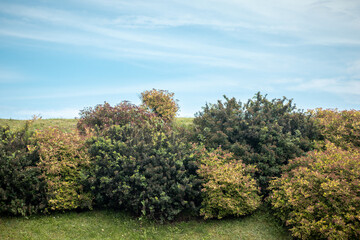 A variety of vibrant green and red-tinted bushes grow densely on a gently sloping grassy hill, set...