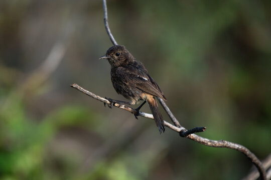 A small Pied bushchat bird perched on a thin branch against a blurred green natural background.
