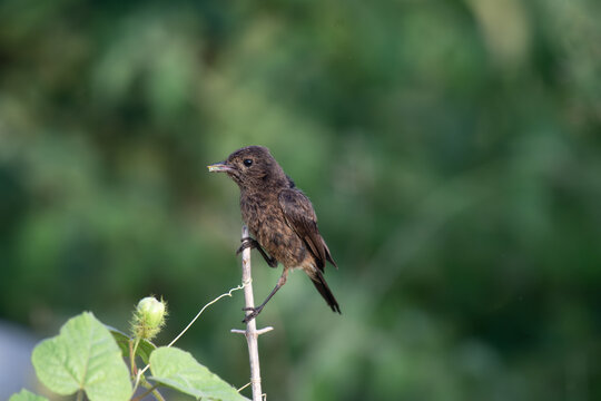 A small Pied bushchat bird perched on a thin branch with feed in mouth against a blurred green natural background.