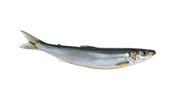 Single Capelin Fish Isolated on White Background.