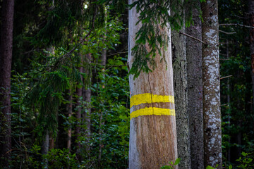 A weathered tree in a dense forest features two bold yellow trail markings, used for navigation or...