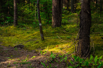A sunbeam lights up vibrant green moss and young plants on a peaceful forest floor surrounded by tall pine and spruce trees.