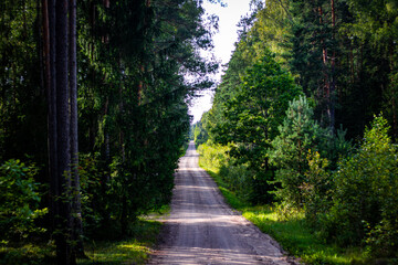 Obraz premium A straight, sunlit dirt road stretches into the distance between dense green trees in a quiet forest during summer.
