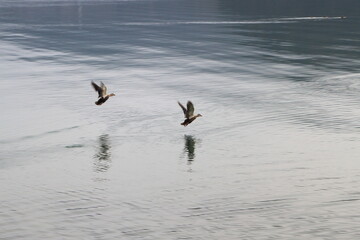 海面を飛翔する鳥