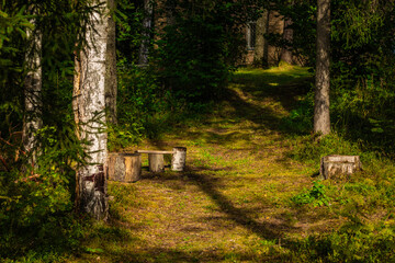 Sunlit forest clearing with tree stumps and a rustic bench made from logs, surrounded by greenery and dappled shadows. © Valters