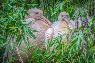 Two pink pelicans nestled together in dense green bamboo leaves