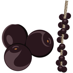 acai berry, ripe acai berries vector drawing.