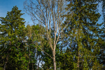 Tall birch and pine trees in a dense forest stretch upward beneath a vibrant blue sky on a sunny day.