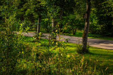 A winding dirt path runs through a lush green forest, surrounded by trees, bushes, and tall grass...