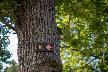 A wooden Camino de Santiago waymark with a scallop shell and arrow is attached to a mossy oak tree in a sunlit forest.