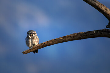 A small Spotted owlet perched on a dry tree branch against a clear blue sky. the bird open its mouth and watching eye to eye contact.
