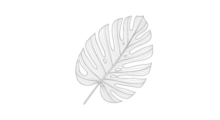 Detailed Outline of a Monstera Leaf with Fenestrations. © solikhin
